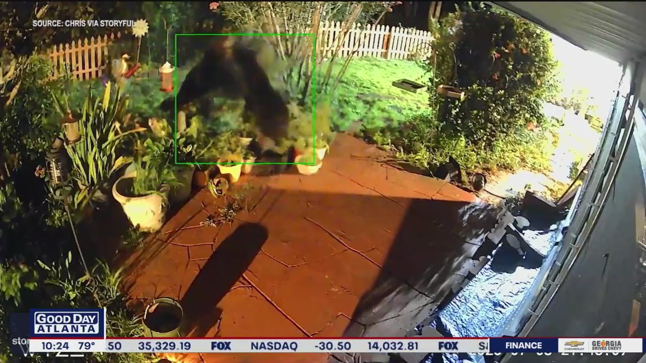 Bear brawl caught on camera at Florida home