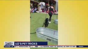 Liz's Pet Tricks for Monday, May 23