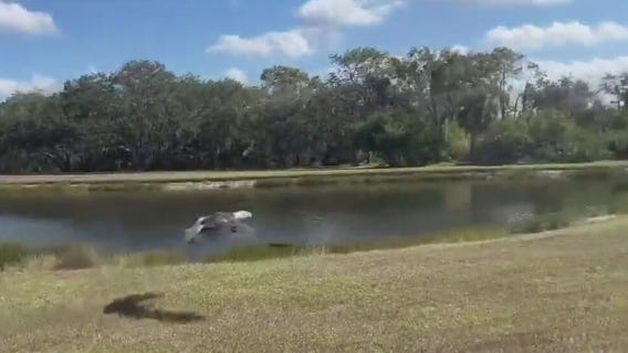 Eagle rescued from lake released seven months later