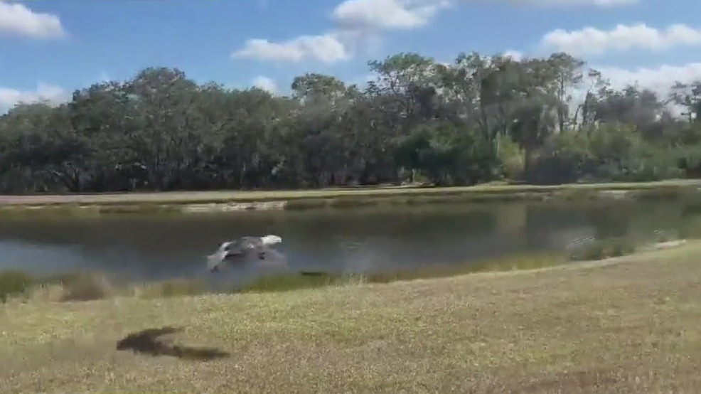 Eagle rescued from lake released seven months later