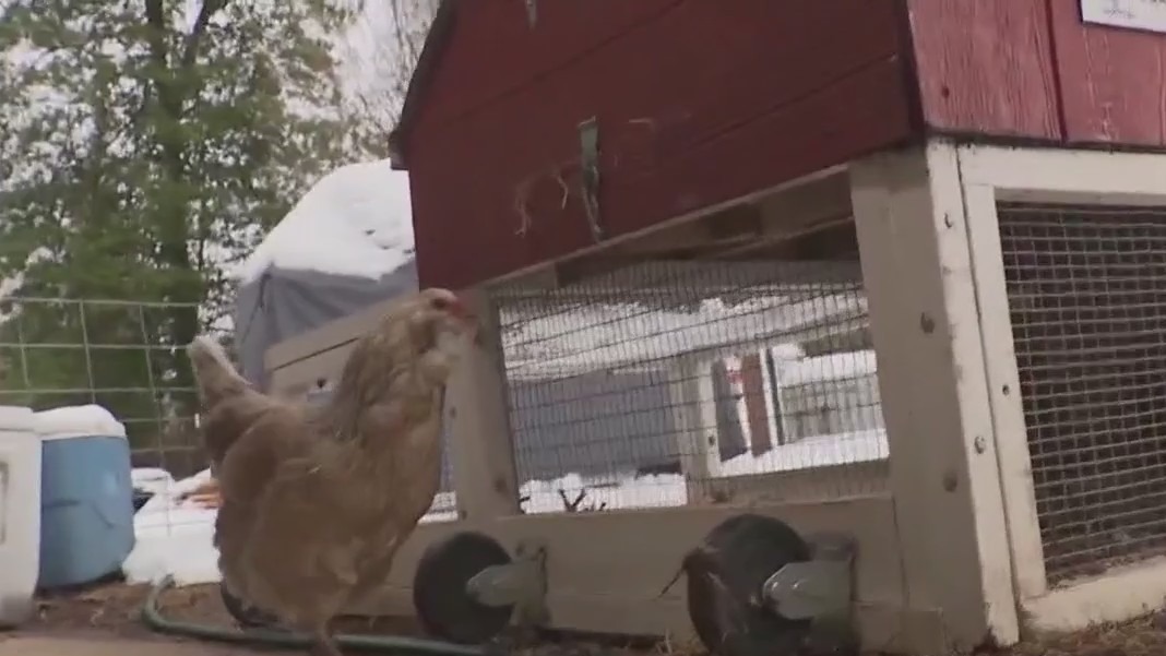 Renting chickens to beat high egg prices