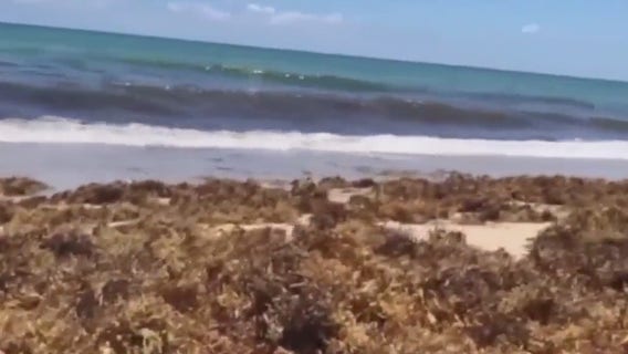It's going to be a smelly seaweed summer