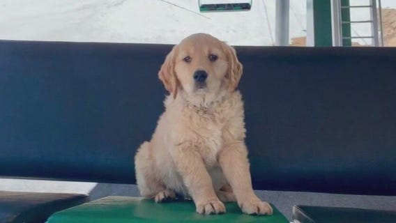 Puppy begins avalanche dog training
