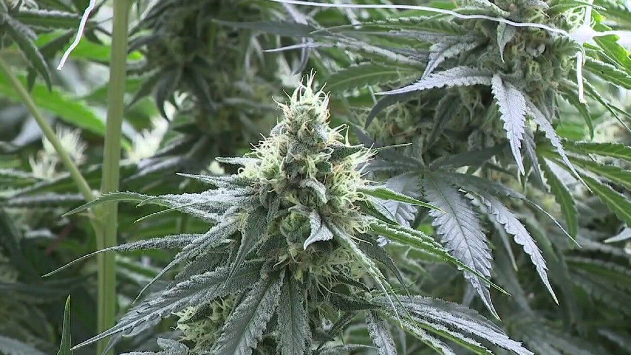 Trump orders marijuana reclassification