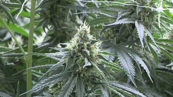 Trump orders marijuana reclassification