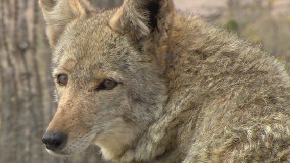 Coyote mating season underway in Arizona