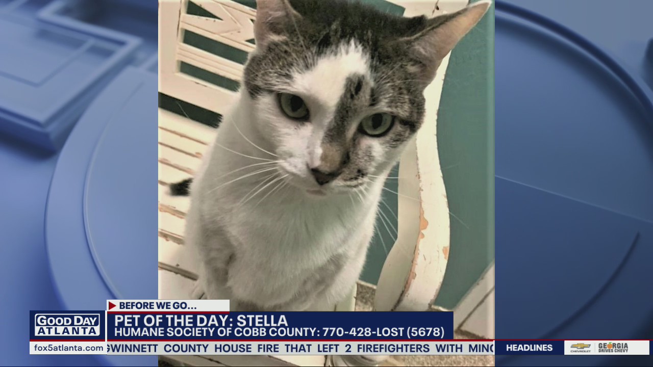 Pet of the Day from the Humane Society of Cobb County