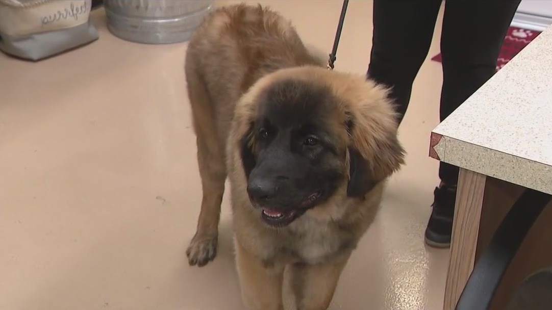 New scheme targeting Phoenix area pet owners