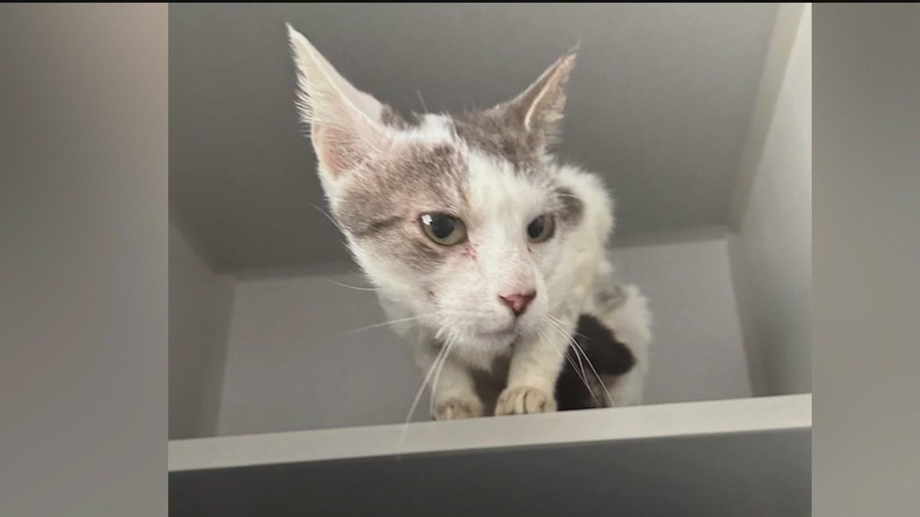 Meet Cinnamon Toast Carl: Our Pet of the Day