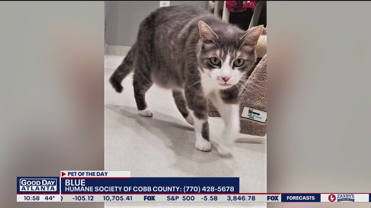 Pet of the Day from the Humane Society of Cobb County