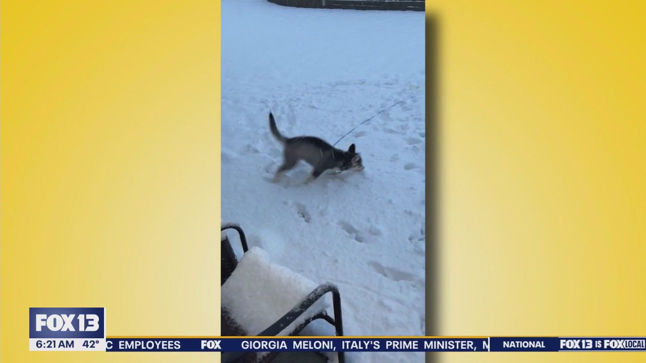 Pet Tricks for Monday, January 6