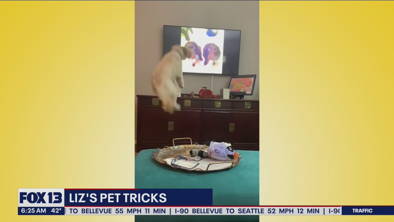 Liz's Pet Tricks for Tuesday, April 26