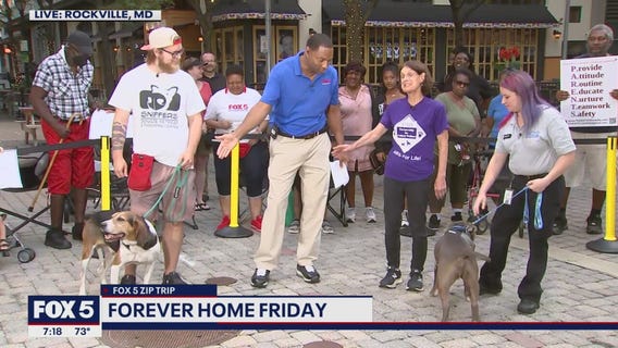 FOX 5 Zip Trip Rockville: Forever Home Friday!