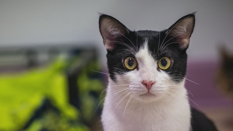 Pet of the Day with PawsAtlanta