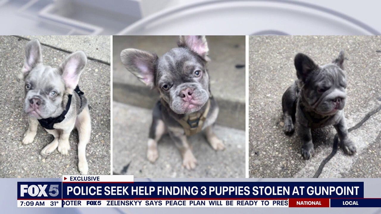 3 puppies stolen at gunpoint in DC: What we know about the case