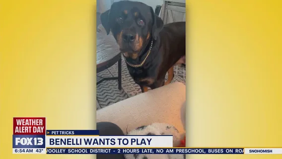 Good Day Pet Tricks for Wednesday, Dec. 17