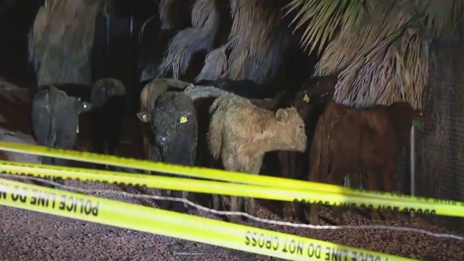 Cows on the loose after Loop 101 crash in Glendale | FOX 10 Phoenix