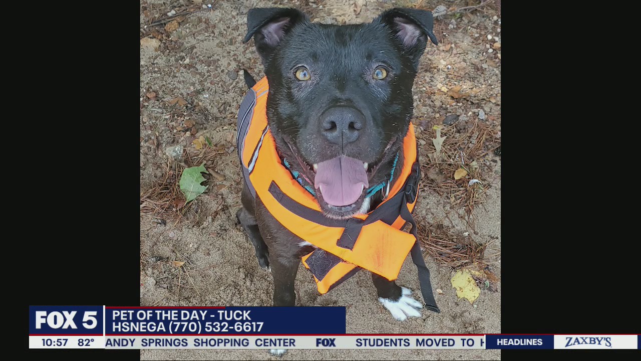 Pet of the Day from the Humane Society of Northeast Georgia