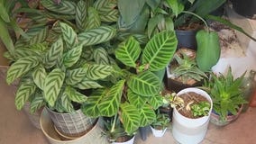 Determining the best pot for your plant