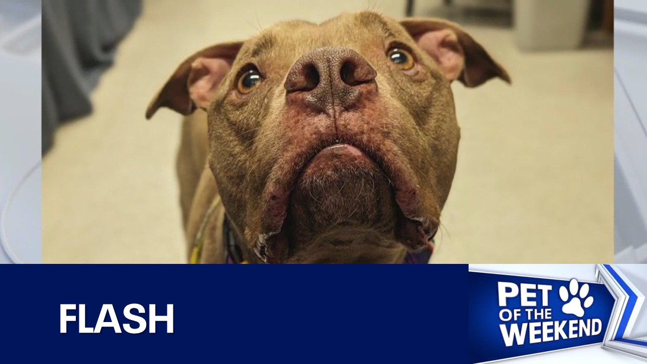 Adopt Flash at WilCo!