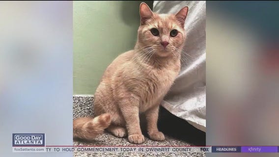 Meet Sammy, Charlotte, and Zelda: Our Pets of the Day