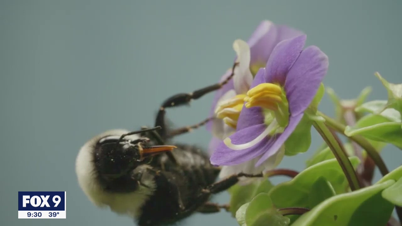 Bumblebees being considered for the endangered species list
