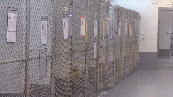 Florida animal shelter to put down aggressive dogs