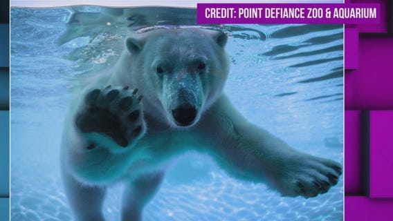 Astra arrives! Como Zoo?s new polar bear makes a splash