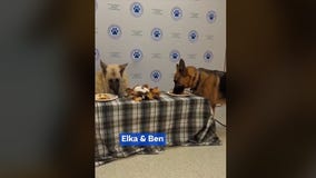 Shelter pet Thanksgiving dinners