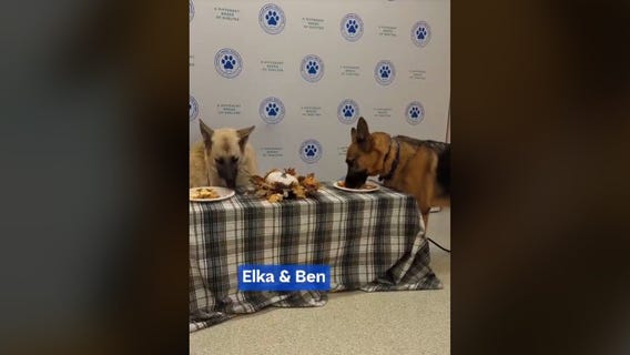 Shelter pet Thanksgiving dinners