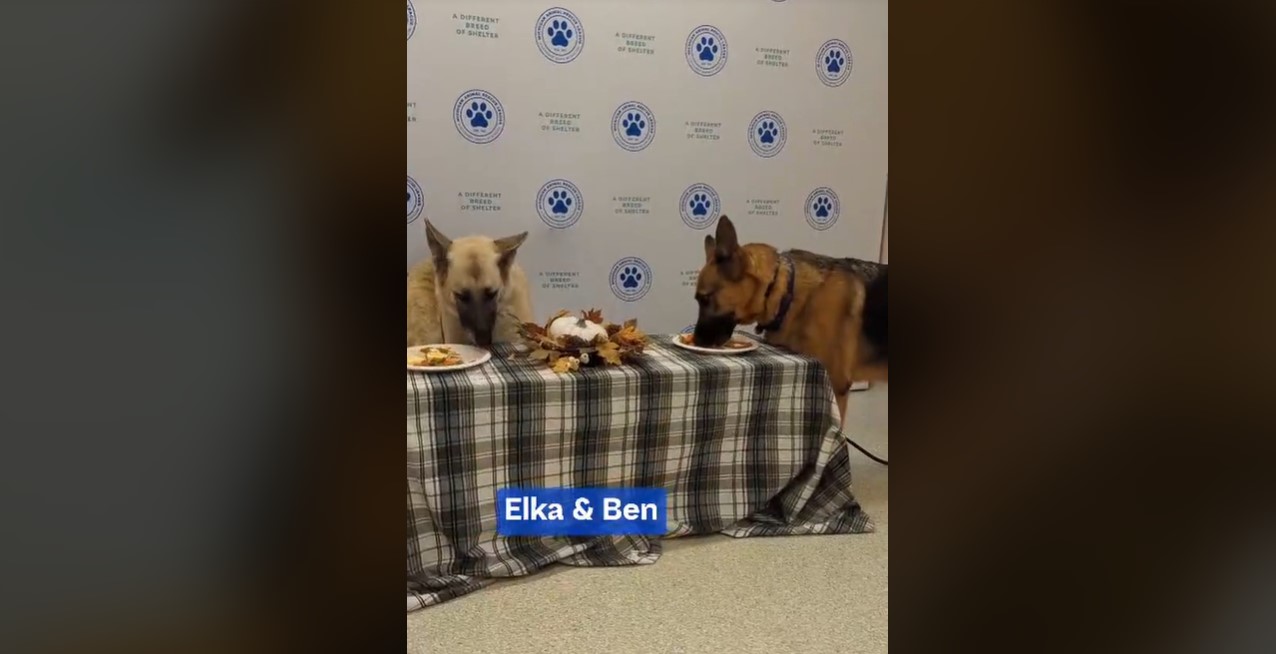 Shelter pet Thanksgiving dinners