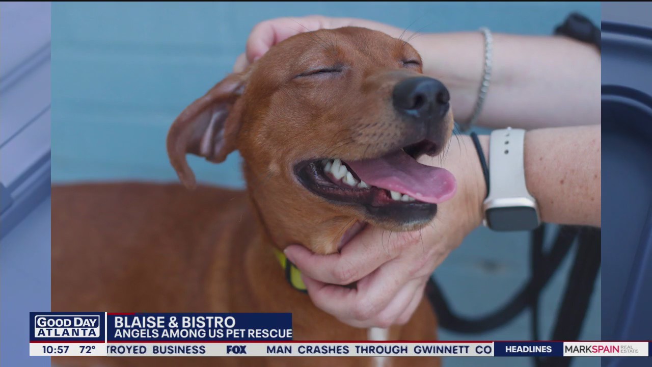 Pets of the Day from Angels Among Us Pet Rescue