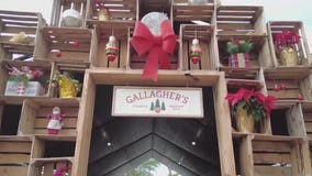 Gallagher's Pumpkins & Trees in St. Pete