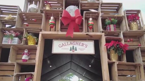 Gallagher's Pumpkins & Trees in St. Pete