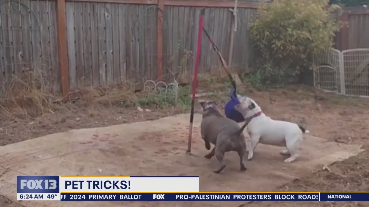 Pet Tricks for Thursday, December 28