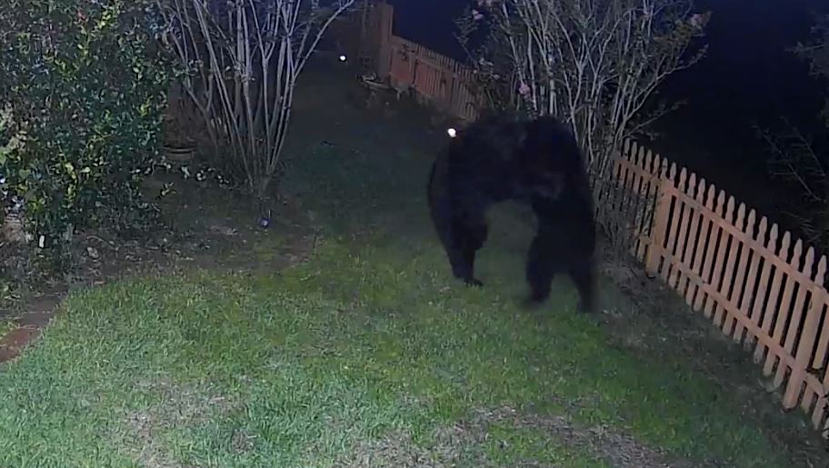 Bear fight shocks Florida homeowner