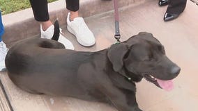 Animal care center celebrates 40 years in Tempe