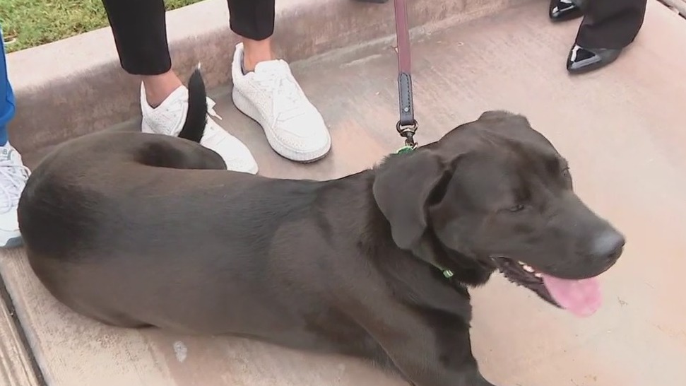 Animal care center celebrates 40 years in Tempe