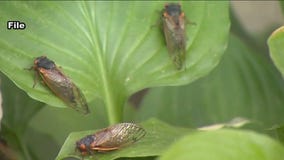 Cicada invasion to hit Illinois this summer