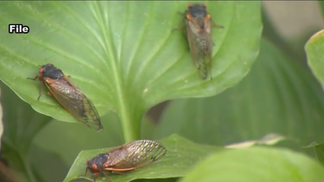Cicada invasion to hit Illinois this summer