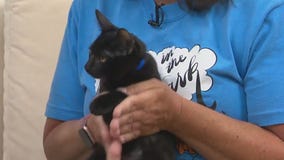 Adopt-A-Pet: Meet Jade and Malachite