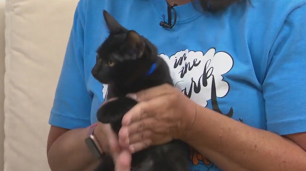 Adopt-A-Pet: Meet Jade and Malachite