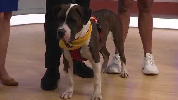 Adopt-A-Pet: Meet Gunna