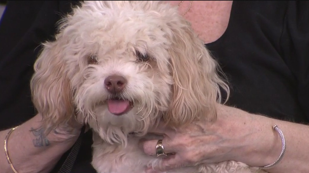 Pet of the Week: Latte