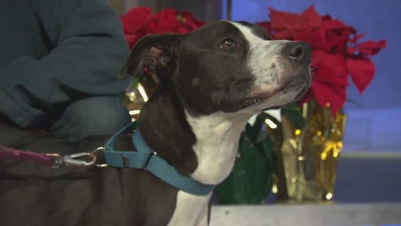 Pet Project: Bella from West LA Animal Shelter