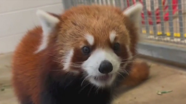 Red Panda-monium at Minnesota Zoo