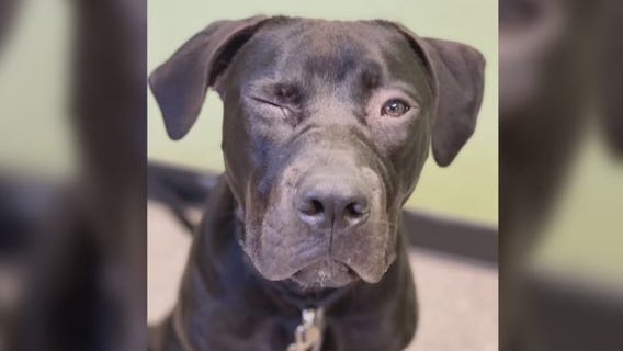 Pet of the Weekend: Beauregard