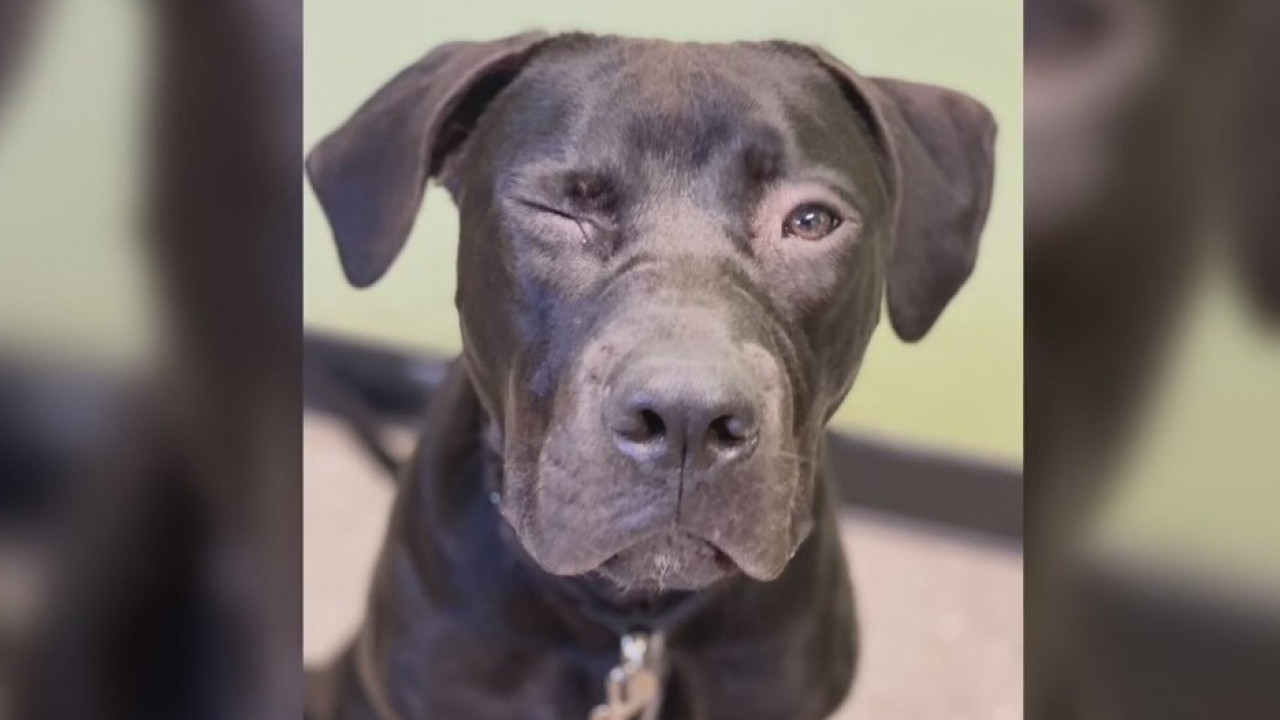 Pet of the Weekend: Beauregard