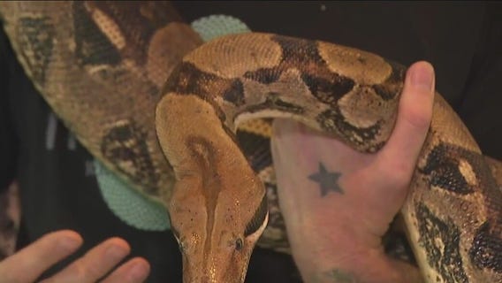 Taegu Lizard is an animal ambassador