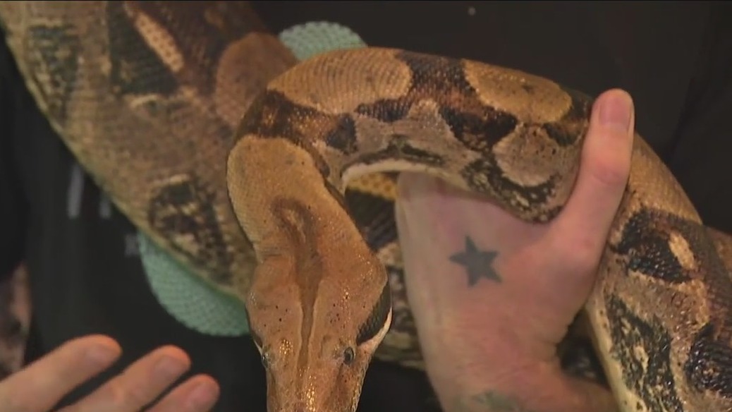 Taegu Lizard is an animal ambassador